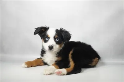 Female Miniature American Shepherd puppy for sale at Puppies Plus - Melbourne.