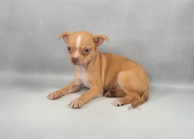 Male Chihuahua puppy for sale at Puppies Plus - Melbourne.