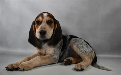 Male English Coonhound puppy for sale at Puppies Plus - Melbourne.