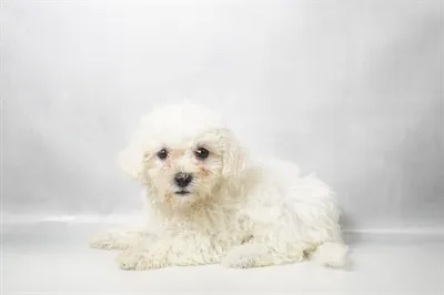 Female Bichon puppy for sale at Puppies Plus - Melbourne.