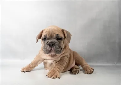 Male Old English Bulldog puppy for sale at Puppies Plus - Melbourne.