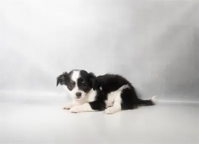 Male Chihuahua puppy for sale at Puppies Plus - Melbourne.