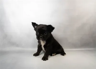 Male French Bulldog puppy for sale at Puppies Plus - Melbourne.