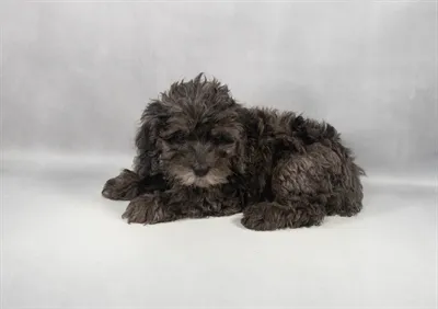 Female Cockapoo puppy for sale at Puppies Plus - Melbourne.
