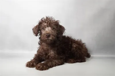 Female Schnoodle puppy for sale at Puppies Plus - Melbourne.