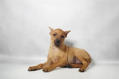 Female Min Pin puppy for sale at Puppies Plus - Melbourne.