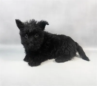 Male Scottish Terrier puppy for sale at Puppies Plus - Melbourne.