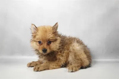 Female Pomeranian puppy for sale at Puppies Plus - Melbourne.