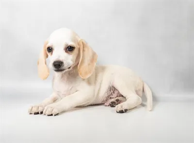 Male Beagle puppy for sale at Puppies Plus - Melbourne.
