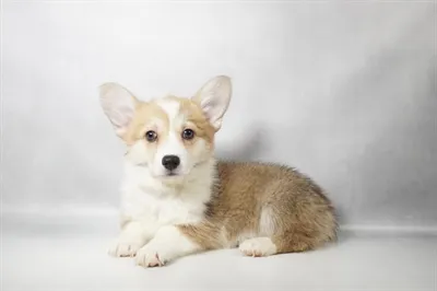 Female Pembroke Welsh Corgi puppy for sale at Puppies Plus - Melbourne.