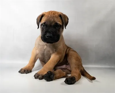 Male Hybrid puppy for sale at Puppies Plus - Melbourne.