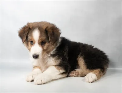 Female Hybrid puppy for sale at Puppies Plus - Melbourne.