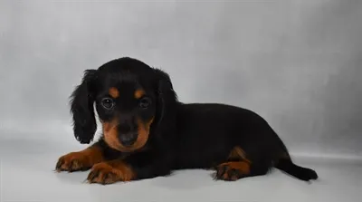 Female Dachshund puppy for sale at Puppies Plus - Melbourne.