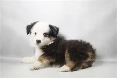Male Miniature American Shepherd puppy for sale at Puppies Plus - Melbourne.