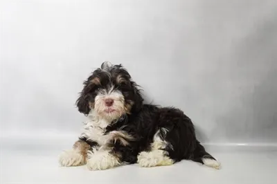 Female Havanese puppy for sale at Puppies Plus - Melbourne.