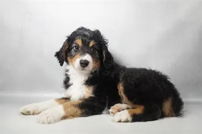 Male Toy Aussie-Poo puppy for sale at Puppies Plus - Melbourne.