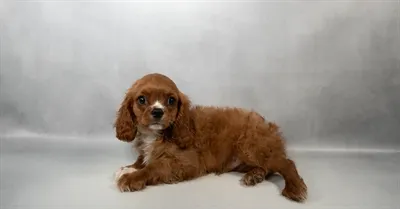 Male Cavalier King Charles Spaniel puppy for sale at Puppies Plus - Melbourne.