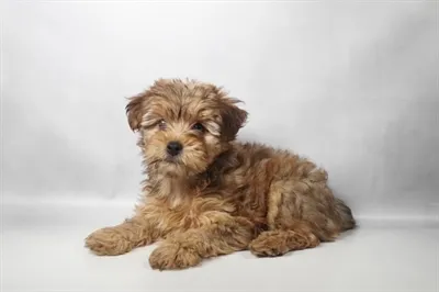 Female Yorkie-Poo puppy for sale at Puppies Plus - Melbourne.