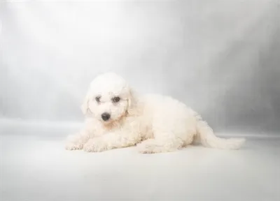 Female Bichon puppy for sale at Puppies Plus - Melbourne.