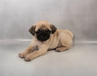 Female Pug puppy for sale at Puppies Plus - Melbourne.