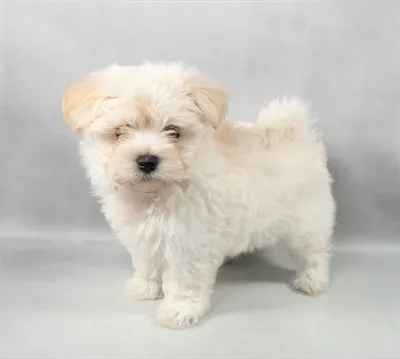 Female Havamalt puppy for sale at Puppies Plus - Melbourne.