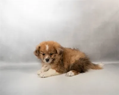 Female Shiranian puppy for sale at Puppies Plus - Melbourne.