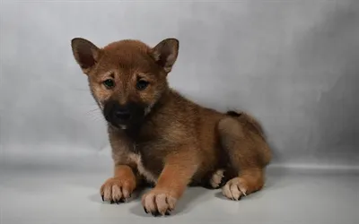 Female Shiba Inu puppy for sale at Puppies Plus - Melbourne.