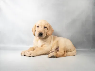 Male Labrador Retriever puppy for sale at Puppies Plus - Melbourne.