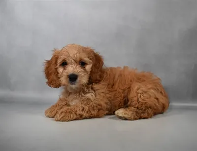 Female Cockapoo puppy for sale at Puppies Plus - Melbourne.