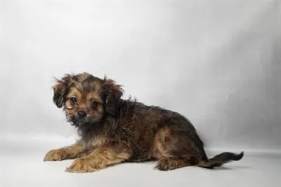 Female Shih-Poo puppy for sale at Puppies Plus - Melbourne.