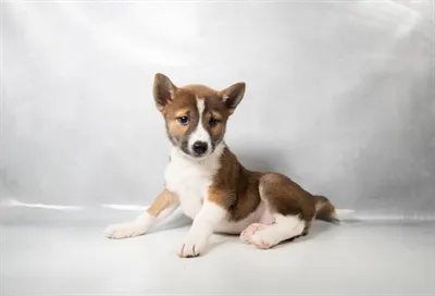 Female Shiba Inu puppy for sale at Puppies Plus - Melbourne.