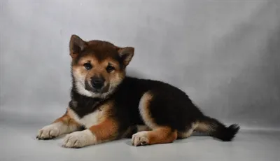 Female Shiba Inu puppy for sale at Puppies Plus - Melbourne.