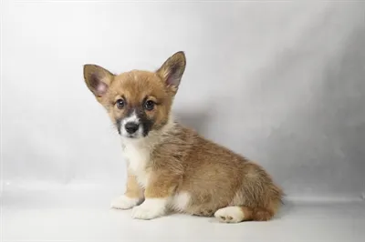 Female Pembroke Welsh Corgi puppy for sale at Puppies Plus - Melbourne.