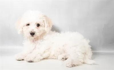 Female Bichon puppy for sale at Puppies Plus - Melbourne.