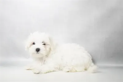 Female Maltese puppy for sale at Puppies Plus - Melbourne.