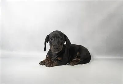 Male Dachshund puppy for sale at Puppies Plus - Melbourne.